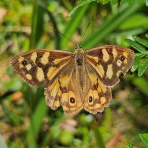 Heteronympha paradelpha at Tallaganda State Forest - 3 Mar 2024 12:34 PM