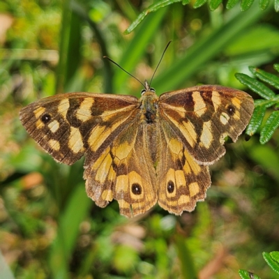 Heteronympha paradelpha (Spotted Brown) at Harolds Cross, NSW - 3 Mar 2024 by MatthewFrawley