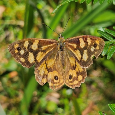 Heteronympha paradelpha (Spotted Brown) at Tallaganda State Forest - 3 Mar 2024 by MatthewFrawley