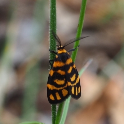 Asura lydia (Lydia Lichen Moth) at P11 - 3 Mar 2024 by JodieR
