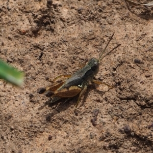 Phaulacridium vittatum at Mount Majura - 3 Mar 2024