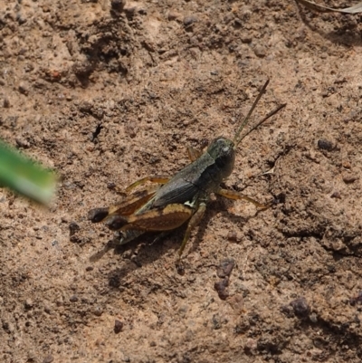 Phaulacridium vittatum (Wingless Grasshopper) at Watson, ACT - 3 Mar 2024 by JodieR