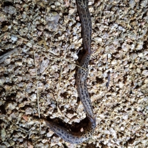 Limax maximus at Hackett, ACT - 18 Feb 2024