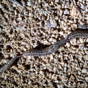 Limax maximus at Hackett, ACT - 18 Feb 2024