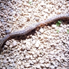 Limax maximus at Hackett, ACT - 18 Feb 2024