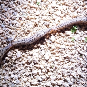 Limax maximus at Hackett, ACT - 18 Feb 2024