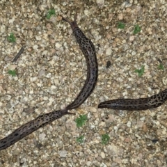 Limax maximus at Hackett, ACT - 18 Feb 2024