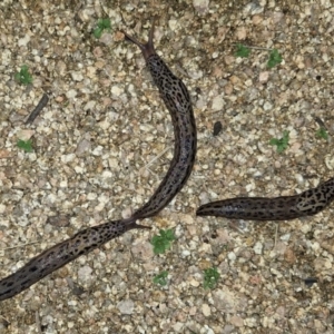 Limax maximus at Hackett, ACT - 18 Feb 2024