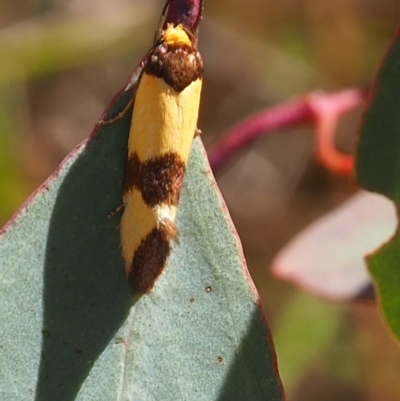 Chrysonoma fascialis (A concealer moth) at Watson, ACT - 3 Mar 2024 by JodieR