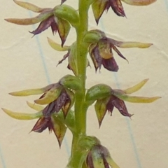 Corunastylis clivicola (Rufous midge orchid) at Boro - 2 Mar 2024 by Paul4K