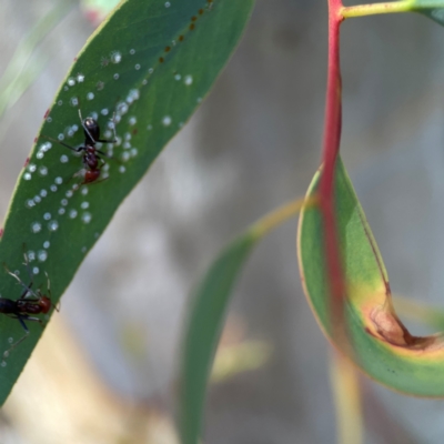 Iridomyrmex purpureus (Meat Ant) at Magpie Hill Park, Lyneham - 3 Mar 2024 by Hejor1