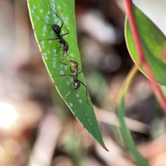 Iridomyrmex purpureus at Magpie Hill Park, Lyneham - 3 Mar 2024 12:26 PM