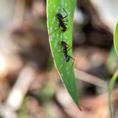 Iridomyrmex purpureus at Magpie Hill Park, Lyneham - 3 Mar 2024