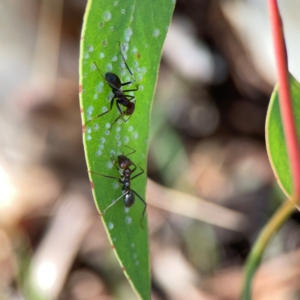 Iridomyrmex purpureus at Magpie Hill Park, Lyneham - 3 Mar 2024 12:26 PM