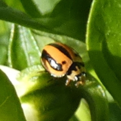 Micraspis frenata (Striped Ladybird) at Queanbeyan, NSW - 2 Mar 2024 by Paul4K