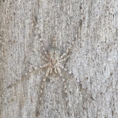 Tamopsis sp. (genus) (Two-tailed spider) at Lyneham, ACT - 3 Mar 2024 by Hejor1