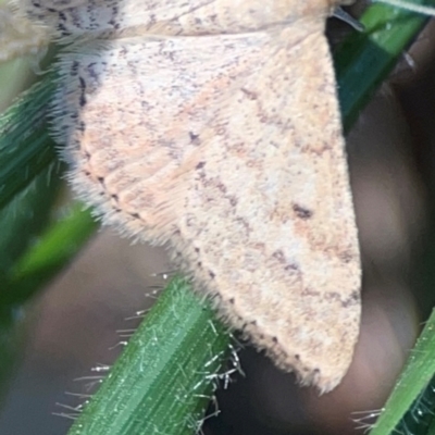 Scopula rubraria (Reddish Wave, Plantain Moth) at Lyneham, ACT - 3 Mar 2024 by Hejor1