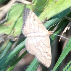 Scopula rubraria at Magpie Hill Park, Lyneham - 3 Mar 2024 12:31 PM