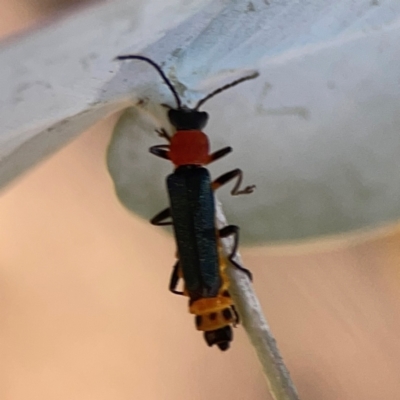 Chauliognathus tricolor (Tricolor soldier beetle) at Magpie Hill Park, Lyneham - 3 Mar 2024 by Hejor1