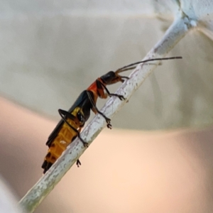 Chauliognathus tricolor at Magpie Hill Park, Lyneham - 3 Mar 2024