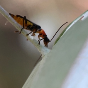 Chauliognathus tricolor at Magpie Hill Park, Lyneham - 3 Mar 2024