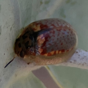 Paropsisterna m-fuscum at Magpie Hill Park, Lyneham - 3 Mar 2024