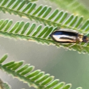 Monolepta froggatti at Magpie Hill Park, Lyneham - 3 Mar 2024