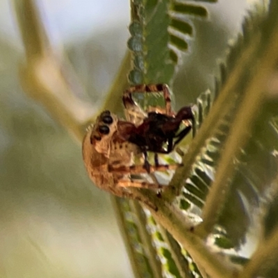 Opisthoncus sp. (genus) at Magpie Hill Park, Lyneham - 3 Mar 2024 by Hejor1