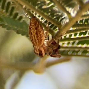 Opisthoncus serratofasciatus at Magpie Hill Park, Lyneham - 3 Mar 2024