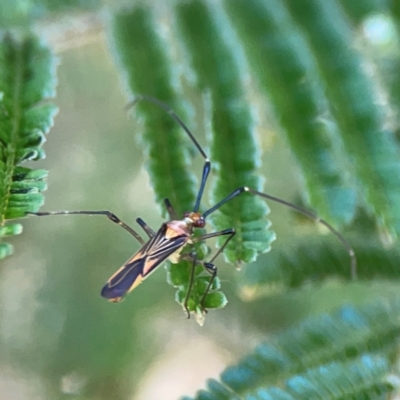 Rayieria acaciae (Acacia-spotting bug) at Magpie Hill Park, Lyneham - 3 Mar 2024 by Hejor1