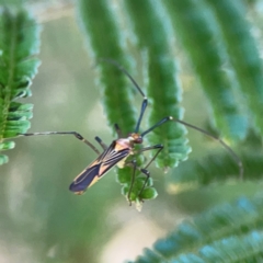 Rayieria acaciae at Magpie Hill Park, Lyneham - 3 Mar 2024 12:53 PM