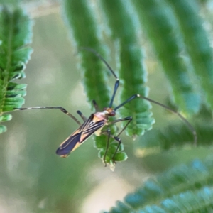 Rayieria acaciae at Magpie Hill Park, Lyneham - 3 Mar 2024