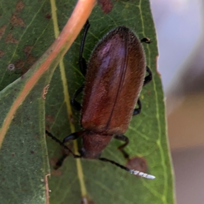 Ecnolagria grandis (Honeybrown beetle) at Magpie Hill Park, Lyneham - 3 Mar 2024 by Hejor1
