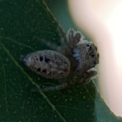 Unidentified Jumping or peacock spider (Salticidae) at Lyneham, ACT - 3 Mar 2024 by Hejor1