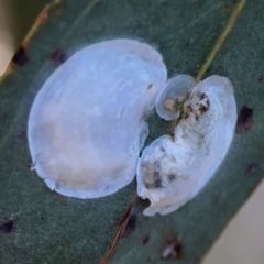 Unidentified Psyllid, lerp, aphid or whitefly (Hemiptera, several families) at Lyneham, ACT - 3 Mar 2024 by Hejor1