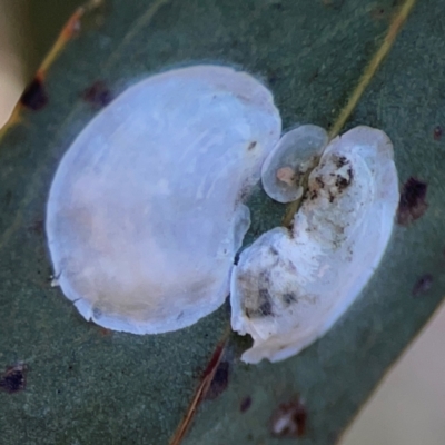Lasiopsylla sp. (genus) (Psyllid or Lerp insect) at Magpie Hill Park, Lyneham - 3 Mar 2024 by Hejor1