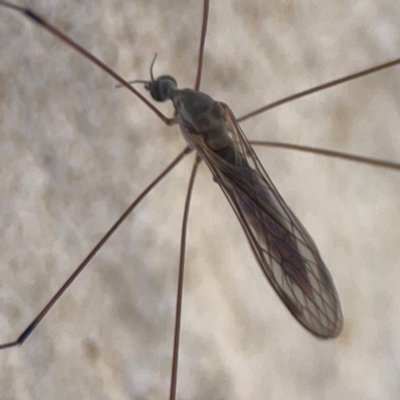 Unidentified Crane fly, midge, mosquito or gnat (several families) at Lyneham, ACT - 3 Mar 2024 by Hejor1