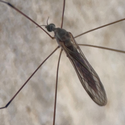 Limoniidae (family) (Unknown Limoniid Crane Fly) at Magpie Hill Park, Lyneham - 3 Mar 2024 by Hejor1