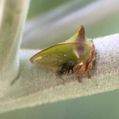 Sextius virescens (Acacia horned treehopper) at Lyneham, ACT - 3 Mar 2024 by Hejor1