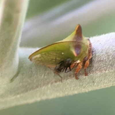 Sextius virescens (Acacia horned treehopper) at Magpie Hill Park, Lyneham - 3 Mar 2024 by Hejor1