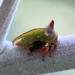 Sextius virescens at Magpie Hill Park, Lyneham - 3 Mar 2024 01:28 PM