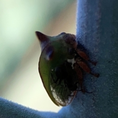 Sextius virescens at Magpie Hill Park, Lyneham - 3 Mar 2024 01:28 PM