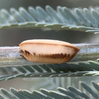 Ellipsidion australe at Magpie Hill Park, Lyneham - 3 Mar 2024 by Hejor1