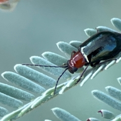 Lamprolina (genus) (Pittosporum leaf beetle) at Magpie Hill Park, Lyneham - 3 Mar 2024 by Hejor1
