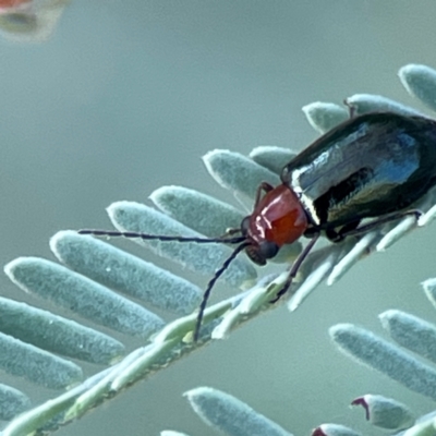 Lamprolina (genus) (Pittosporum leaf beetle) at Lyneham, ACT - 3 Mar 2024 by Hejor1
