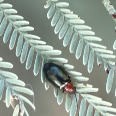 Lamprolina (genus) at Magpie Hill Park, Lyneham - 3 Mar 2024 01:39 PM