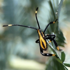 Amorbus sp. (genus) (Eucalyptus Tip bug) at Magpie Hill Park, Lyneham - 3 Mar 2024 by Hejor1