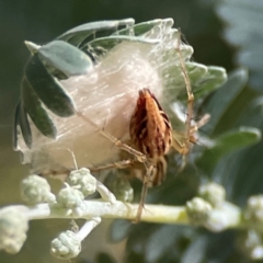 Oxyopes (genus) (Lynx spider) at Magpie Hill Park, Lyneham - 3 Mar 2024 by Hejor1