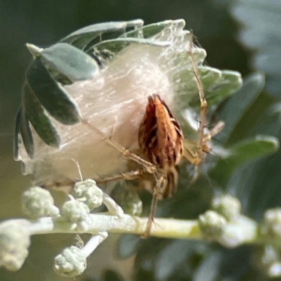 Oxyopes sp. (genus) (Lynx spider) at Magpie Hill Park, Lyneham - 3 Mar 2024 by Hejor1