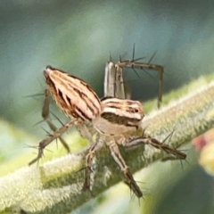 Oxyopes sp. (genus) at Magpie Hill Park, Lyneham - 3 Mar 2024